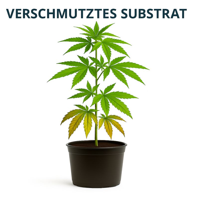 Canna Dünger D-Block 1 Liter – Pflanzendünger Block