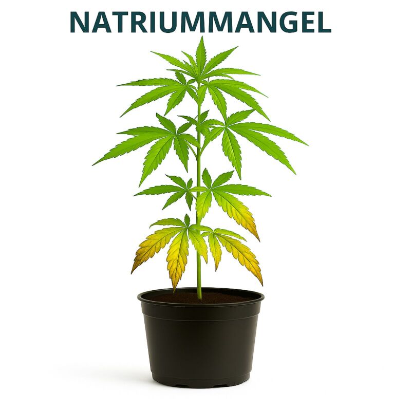 Canna Bio Vega 5 Liter – Bio Wachstumsdünger