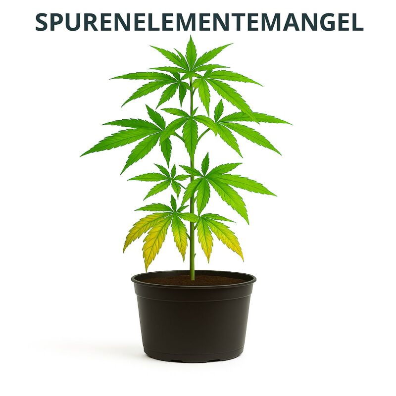 Canna Boost 10 Liter – Blütestimulator XXL