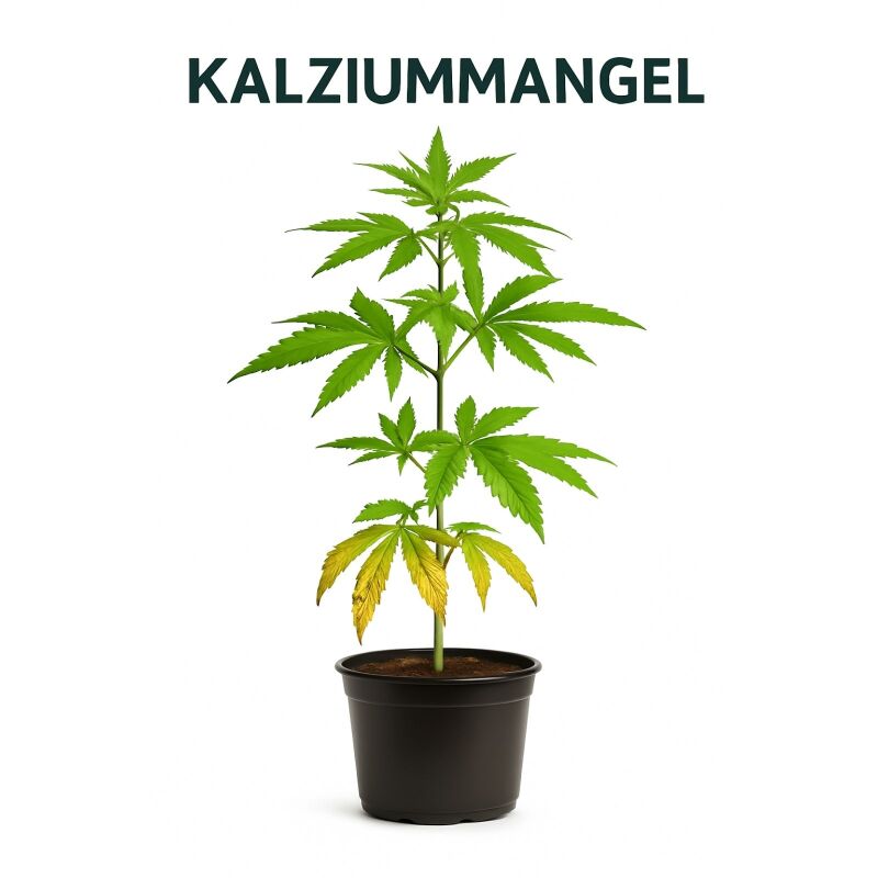 Canna Kalzium 1 Liter – Kalzium Zusatz Pflanzen