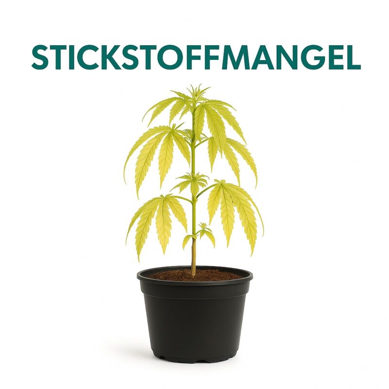 Canna Stickstoff 1 Liter – Stickstoff Zusatz Pflanzen